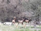 29600 Goldspike Road - Photo 48