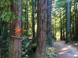  Skyview Ridge Road - Photo 36