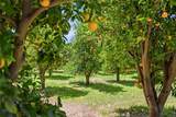 11550 Old Castle - Photo 40