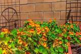 43922 Country Ridge Court - Photo 54