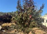 18266 Caliente Creek Road - Photo 24