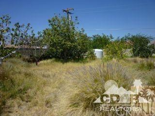 Verbena - Photo 1