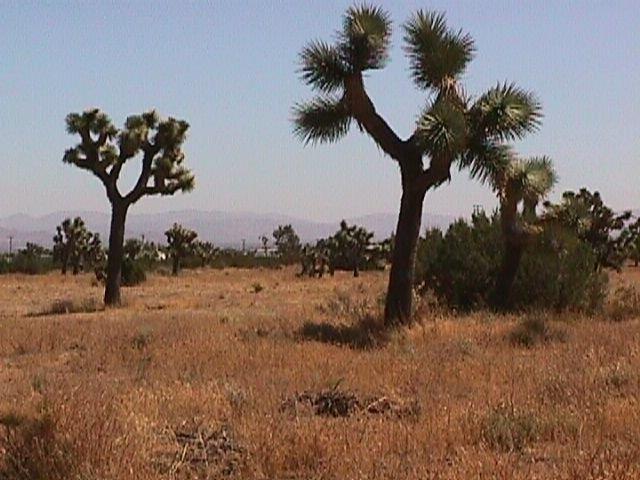 0 Malpaso Road - Photo 1