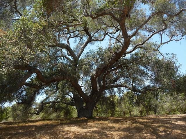 Olive Hill Rd, Four Lots - Photo 1