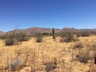 0-00000 Thunderbird Road - Photo 1