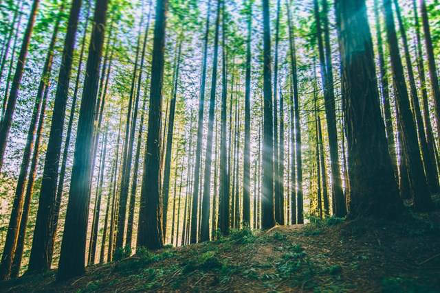 0 Garapatos Redwoods Lot 211 And 10 - Photo 1