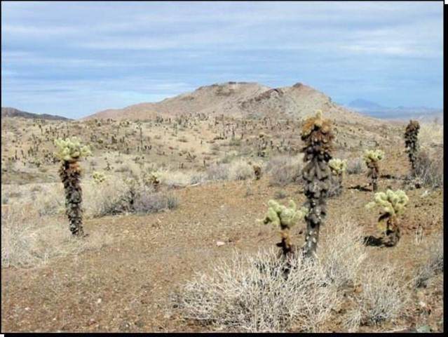 0 Fort Irwin Road - Photo 1