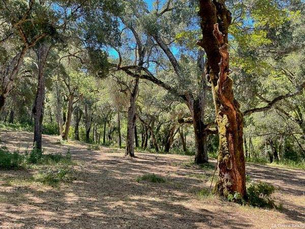 10 Garzas Trail - Photo 1