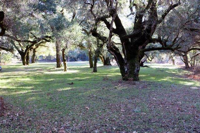 12 Arroyo Sequoia - Photo 1
