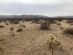 1 Desert Quail Drive - Photo 1