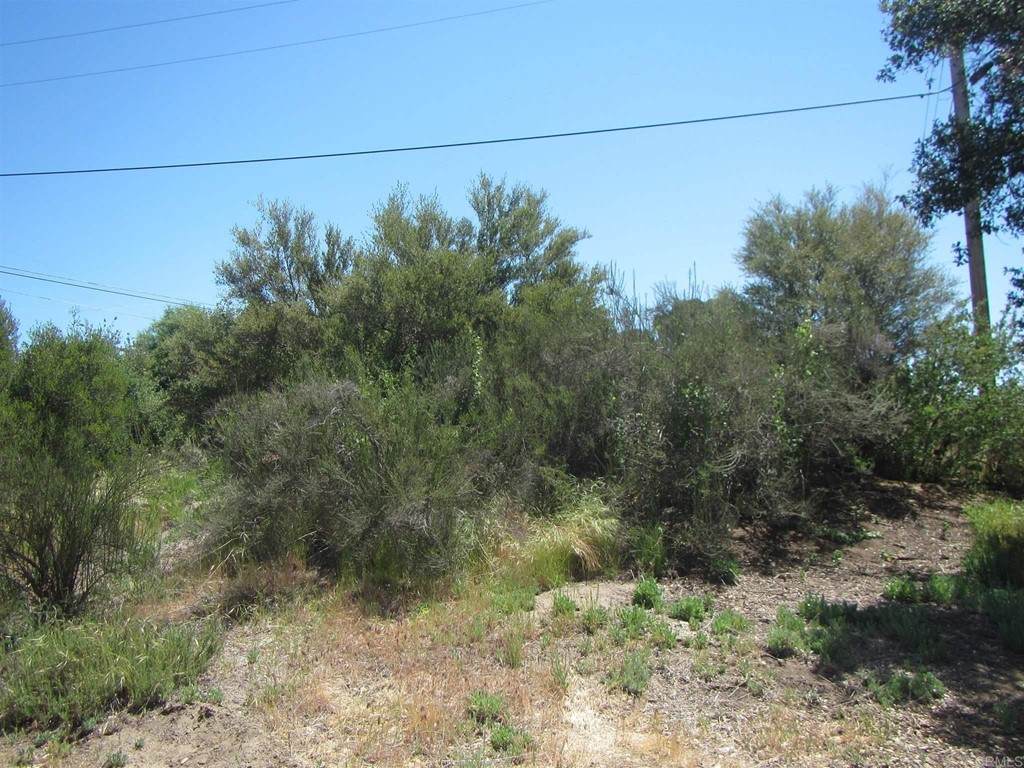 4 lots Yucca - Photo 1