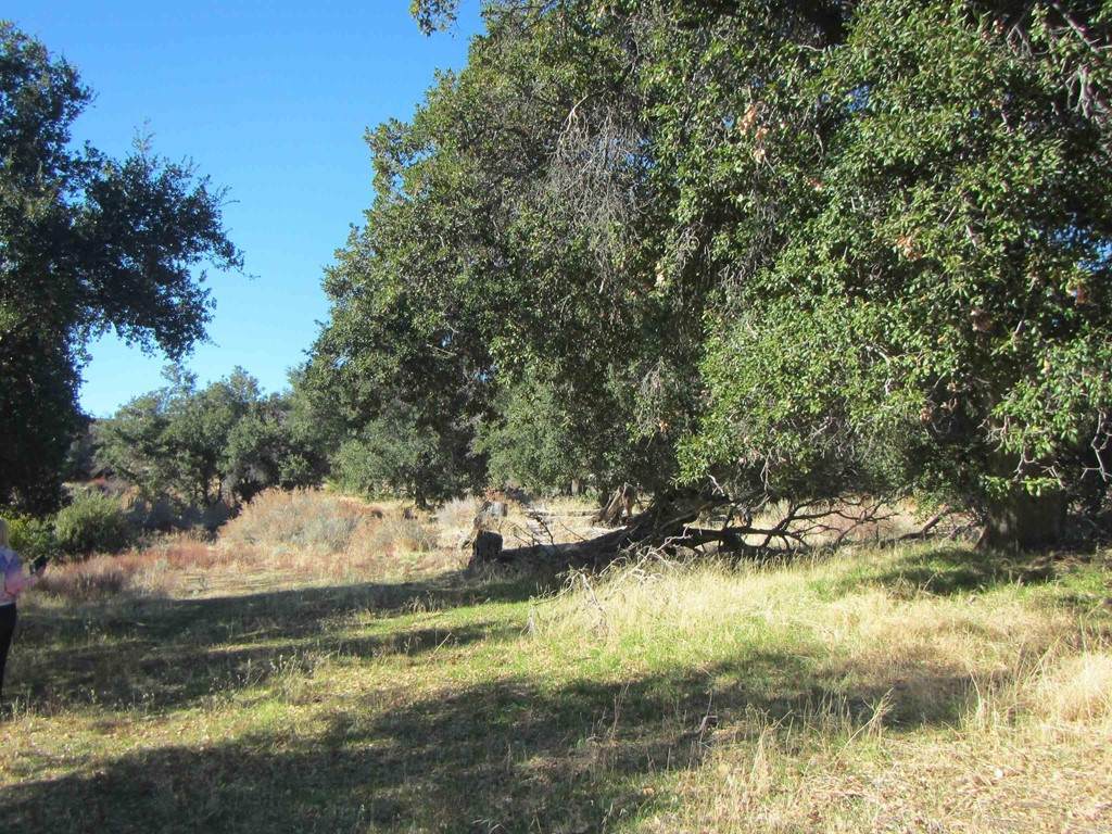 160 acres Canebrake - Photo 1