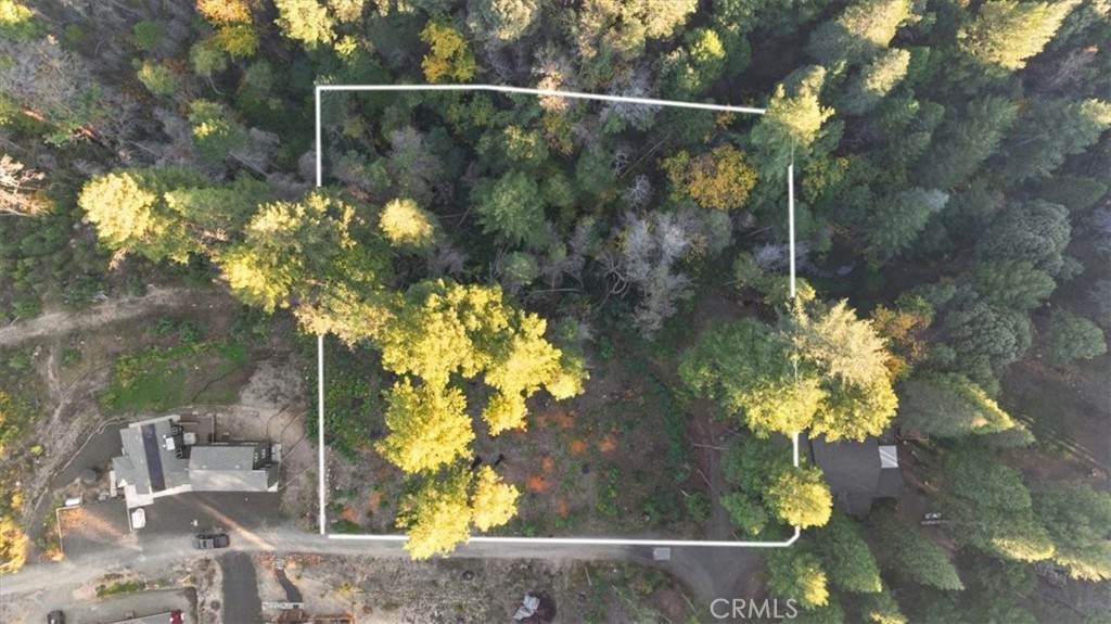 0 Path in The Woods - Photo 1