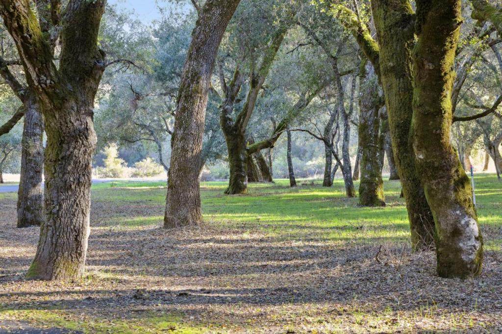 11 Arroyo Sequoia - Photo 1