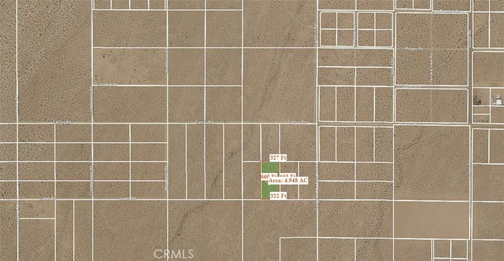 0 Cactus - Photo 1