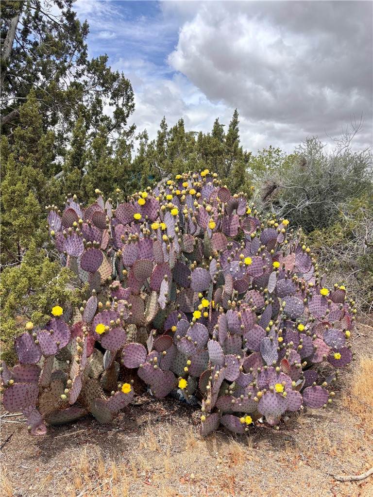 https://bt-photos.global.ssl.fastly.net/socal/orig_boomver_1_430653781-3.jpg