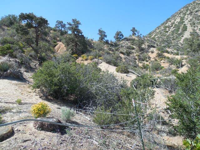 0 Pine Tree Road - Photo 1