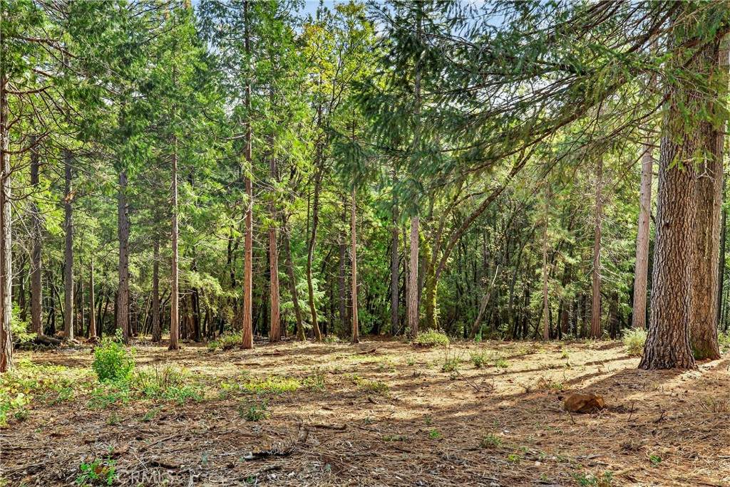 0 Cedar Creek - Photo 1