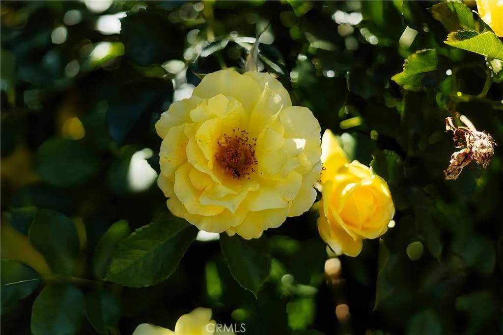 https://bt-photos.global.ssl.fastly.net/socal/orig_boomver_2_430588224-2.jpg