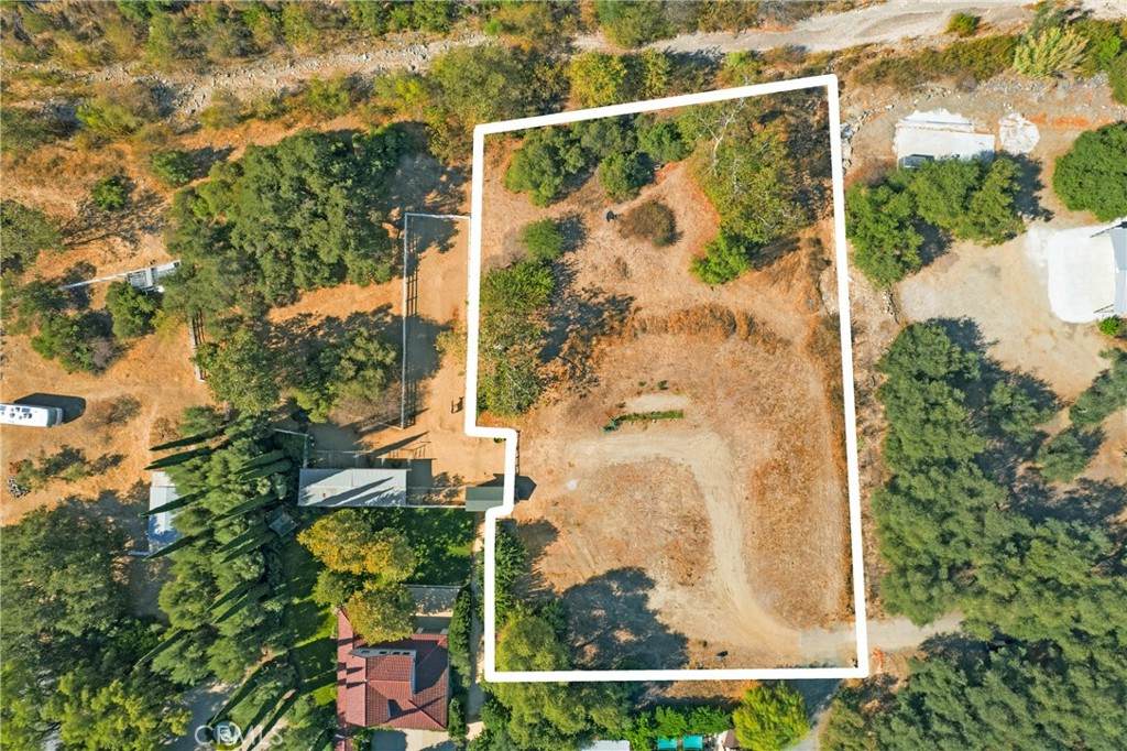 28052 Dalmatian - Photo 1