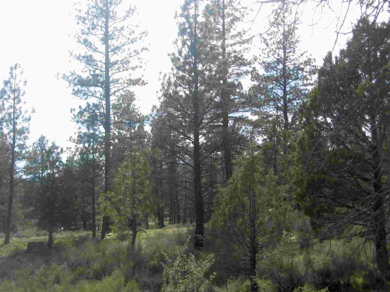 12-Lot Klamath Forest - Photo 1