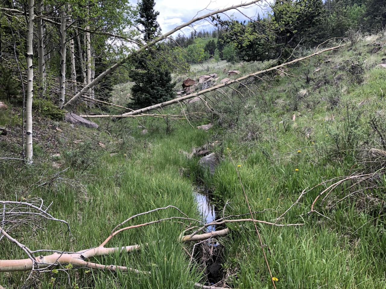 TBD Meadow Divide Rd - Photo 1
