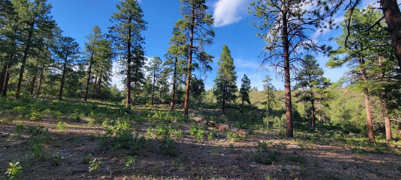 Beaver Creek Ranch Drive - Photo 1