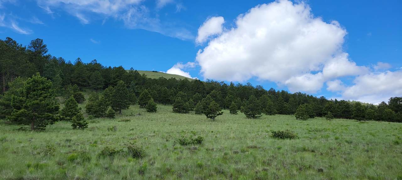 Cap Rock Ranch Road - Photo 1