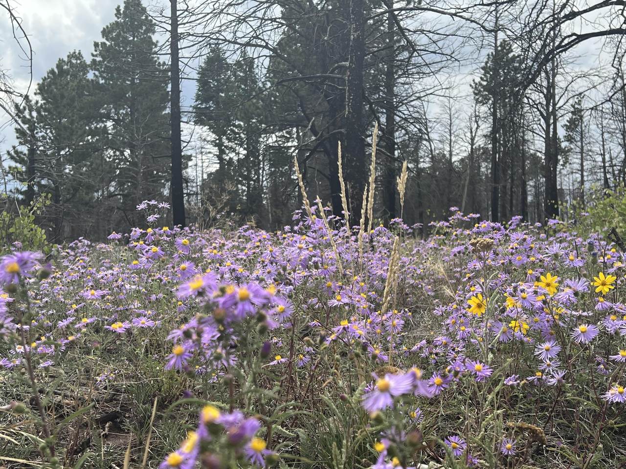 https://bt-photos.global.ssl.fastly.net/spanishpeaks/1280_boomver_1_26-115-2.jpg