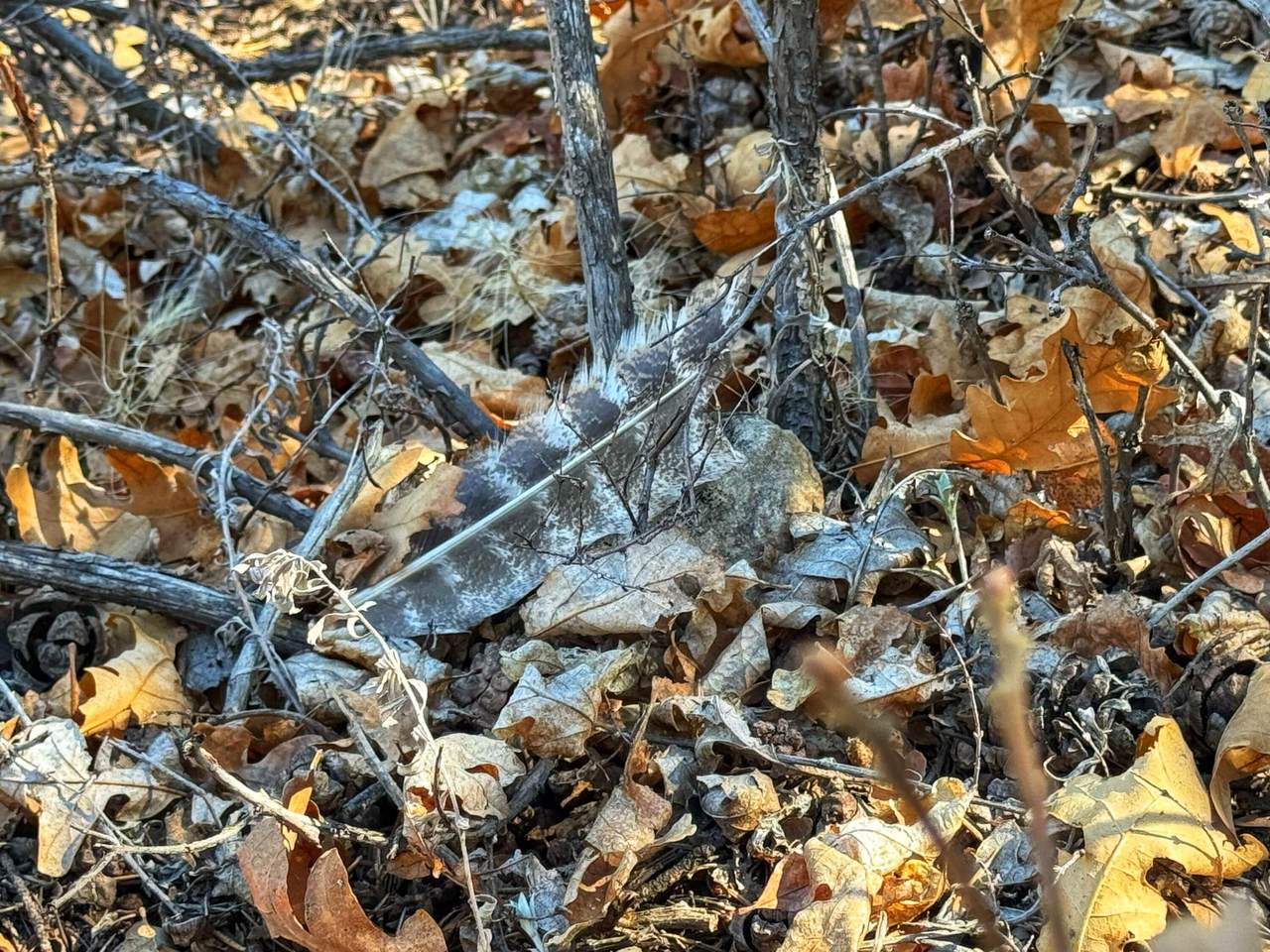 https://bt-photos.global.ssl.fastly.net/spanishpeaks/1280_boomver_1_26-173-2.jpg