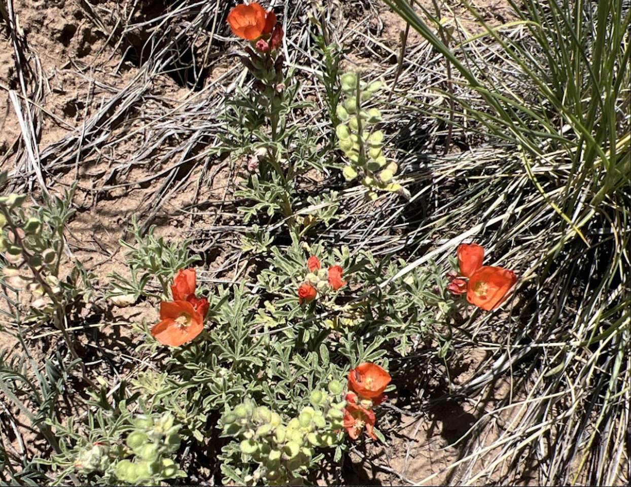 https://bt-photos.global.ssl.fastly.net/spanishpeaks/1280_boomver_1_26-790-2.jpg