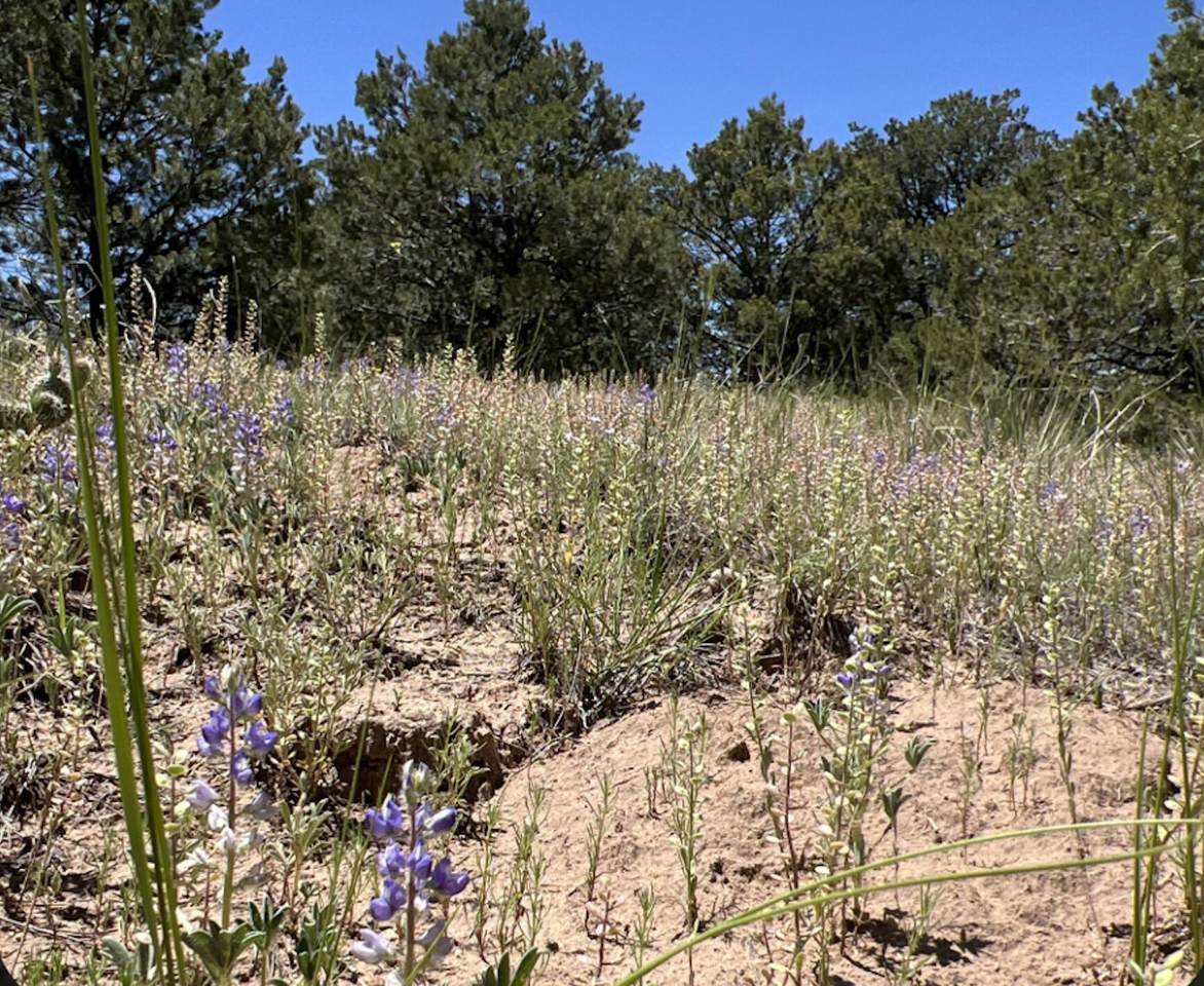 https://bt-photos.global.ssl.fastly.net/spanishpeaks/1280_boomver_1_26-790-2.jpg