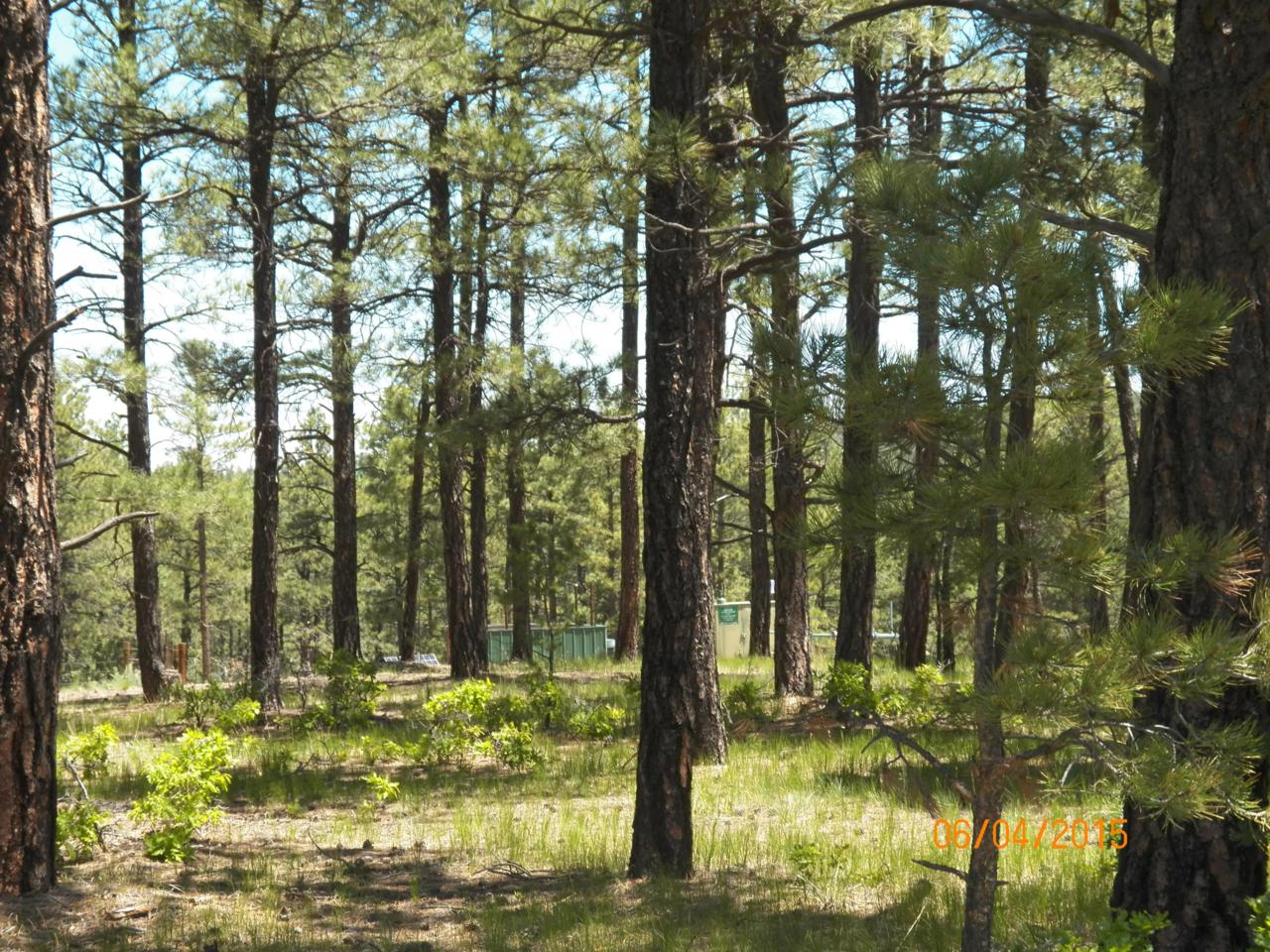 TBD Elk Trail/Black Bear Road - Photo 1