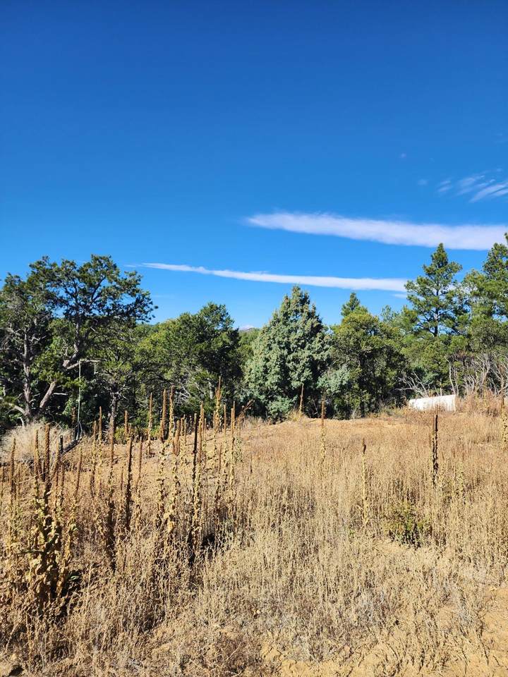 31420 Timber Canyon Rd - Photo 1