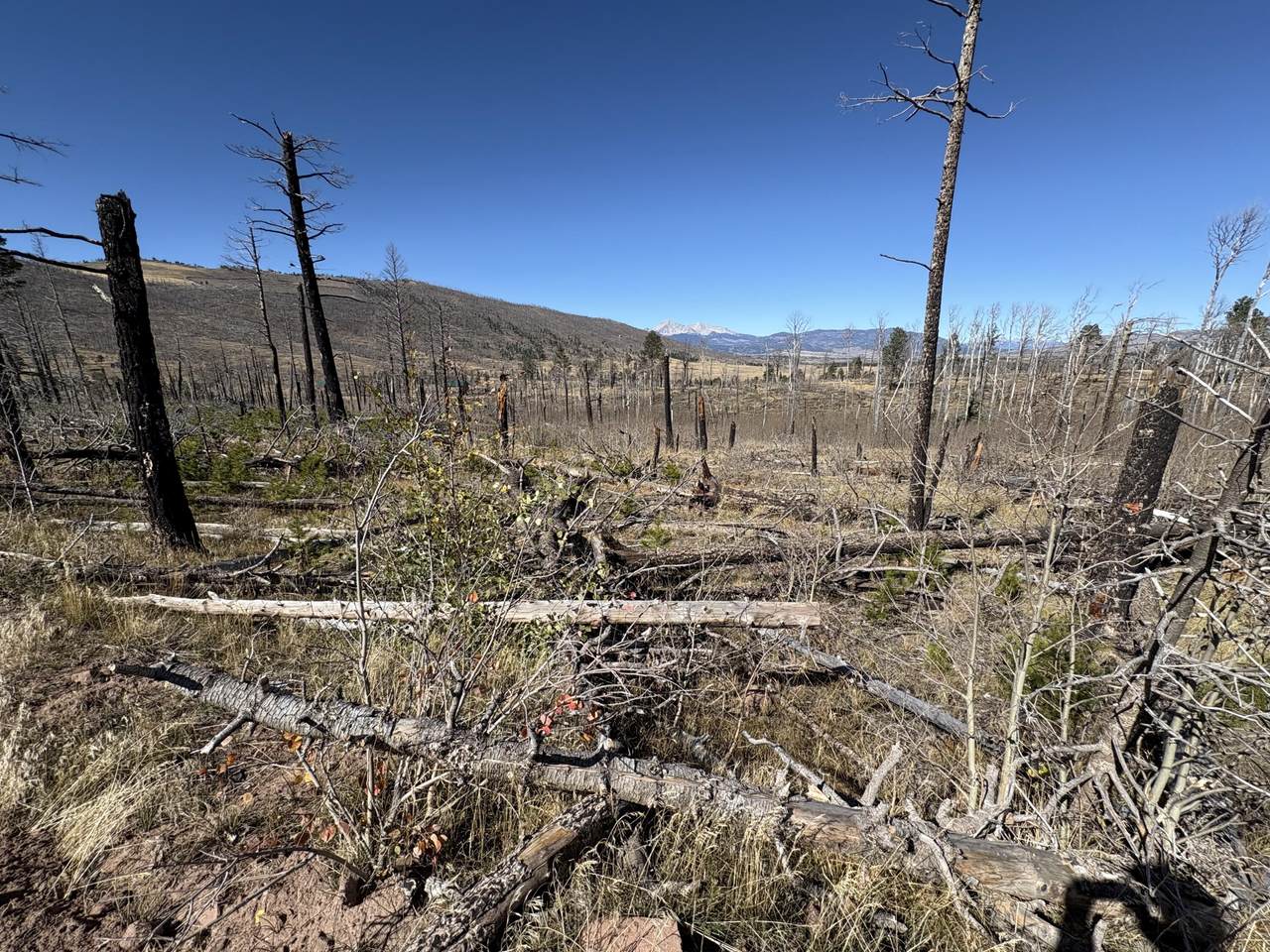 1070 Reed Lane - Photo 1