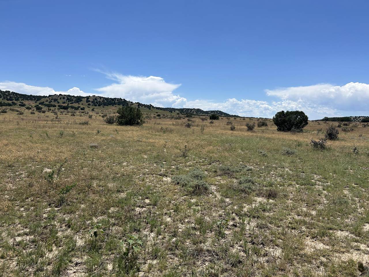 Lot 17 Longhorn Ranch - Photo 1