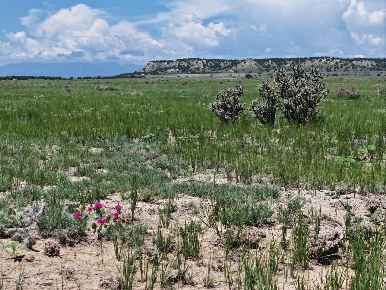 TBD Narrow Gauge Way - Photo 1