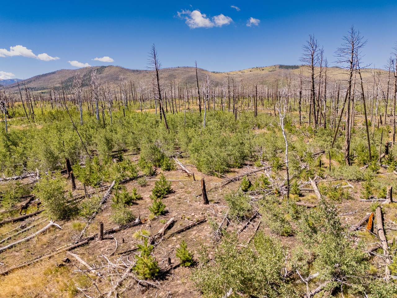 Lot 1596 Douglas Lane - Photo 1