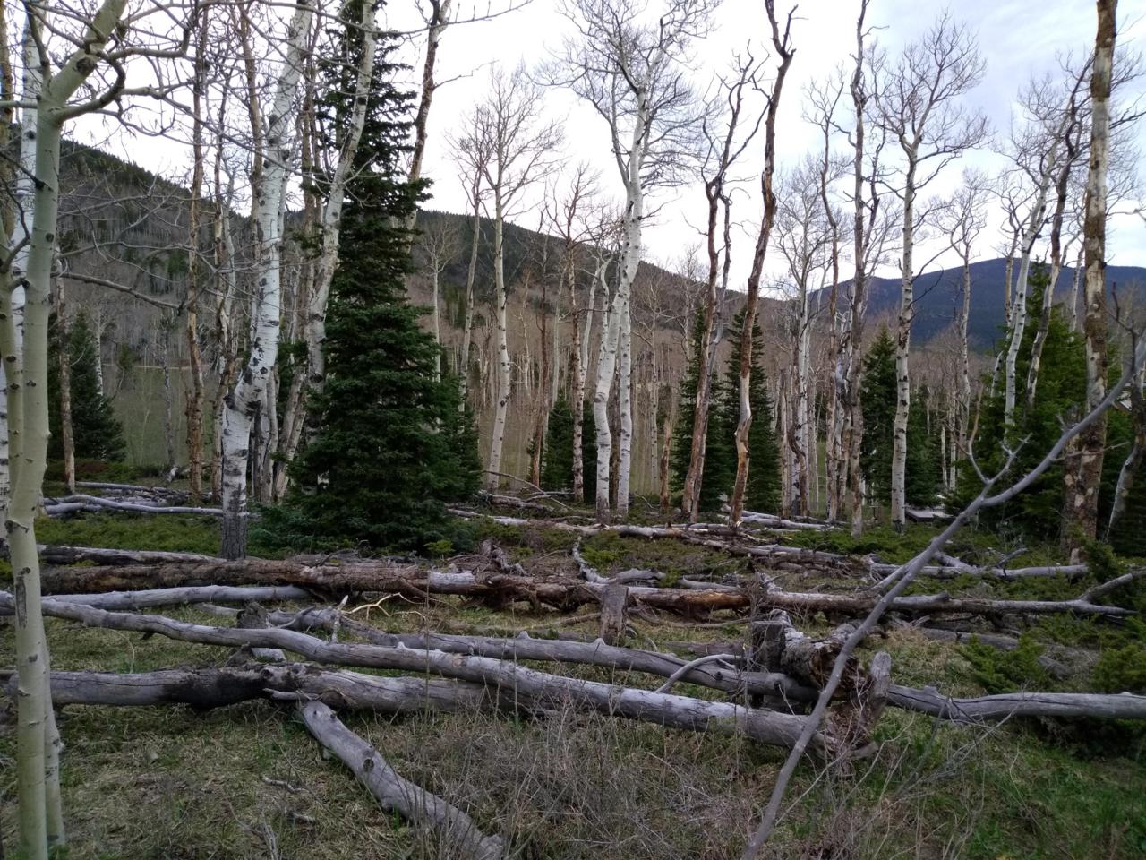 TBD Aspen Circle - Photo 1