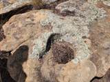  Rancho La Garita Lot 1183 - Photo 12