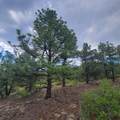 Unassigned Minehart Rd - Photo 11