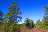 36282 Lodgepole Trace - Photo 2