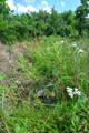 Lot 7 Tres Valles - Photo 35