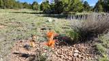 60 Colorado Land & Grazing - Photo 15