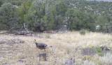 3 Colorado Land & Grazing - Photo 15