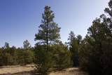 23251 Spirit Mountain Drive - Photo 34