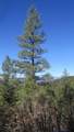 33375 Mountain View - Photo 25