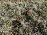 lot 165 Silver Spurs Ranch - Photo 11