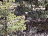 000 Timber Ridge Filing Tract 24 - Photo 1