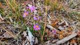 448 Wagon Mesa Loop - Photo 28